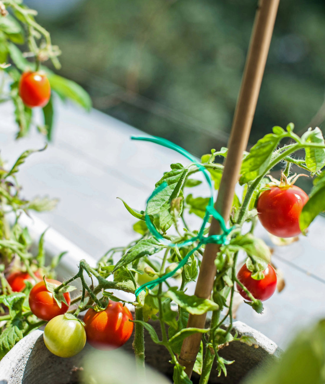 GrowOya - GardenStraw Mulch for Balcony Gardens, Tomato Plants.