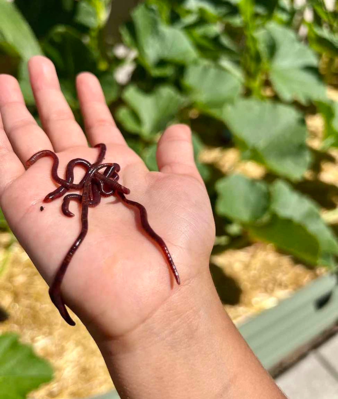 Red Wiggler worms in a persons hand.