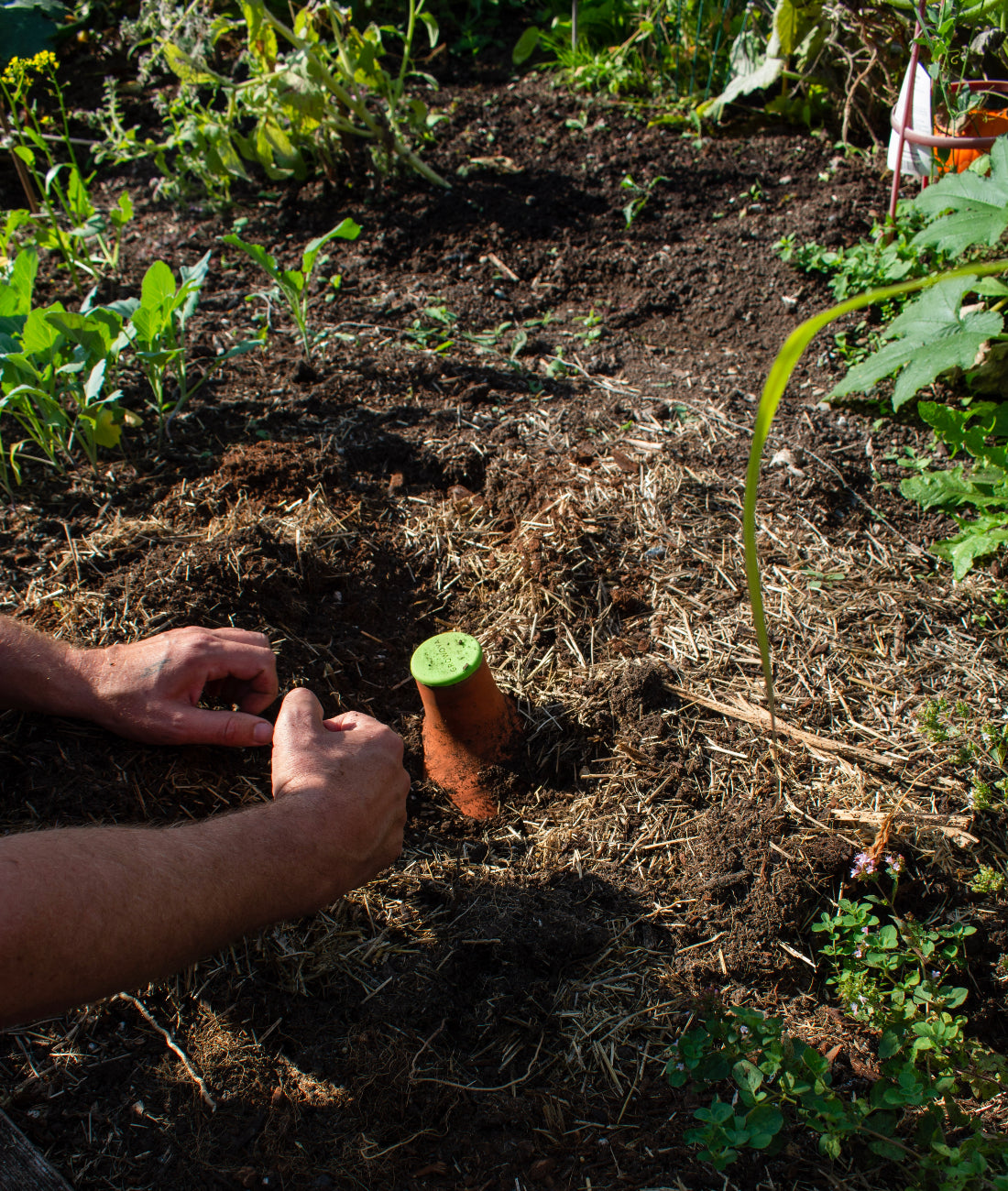 2 hands removing dirt around an Oya™ Watering Pot from GrowOya