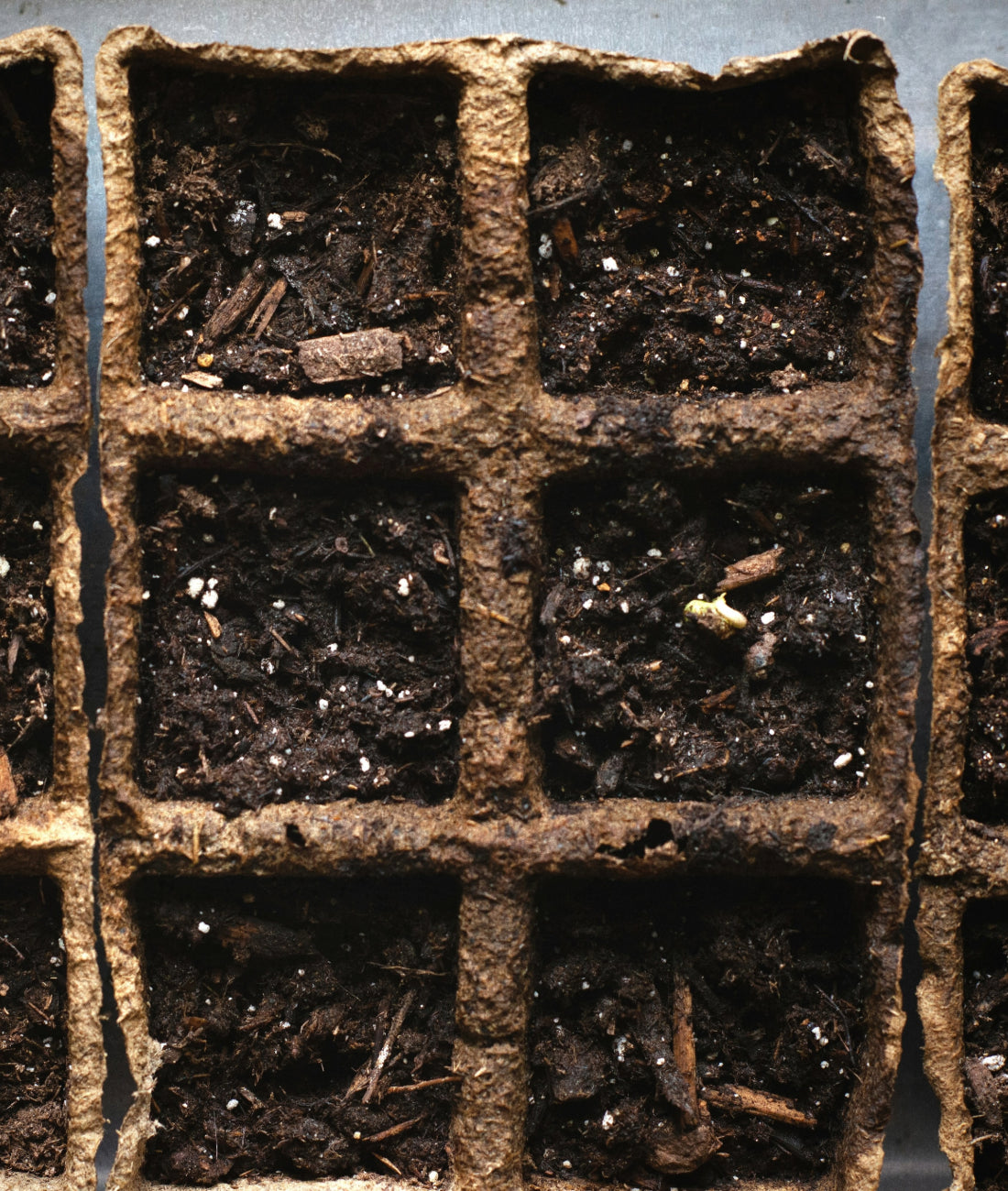 Indoor Tomato & Pepper Seed Starting Tips