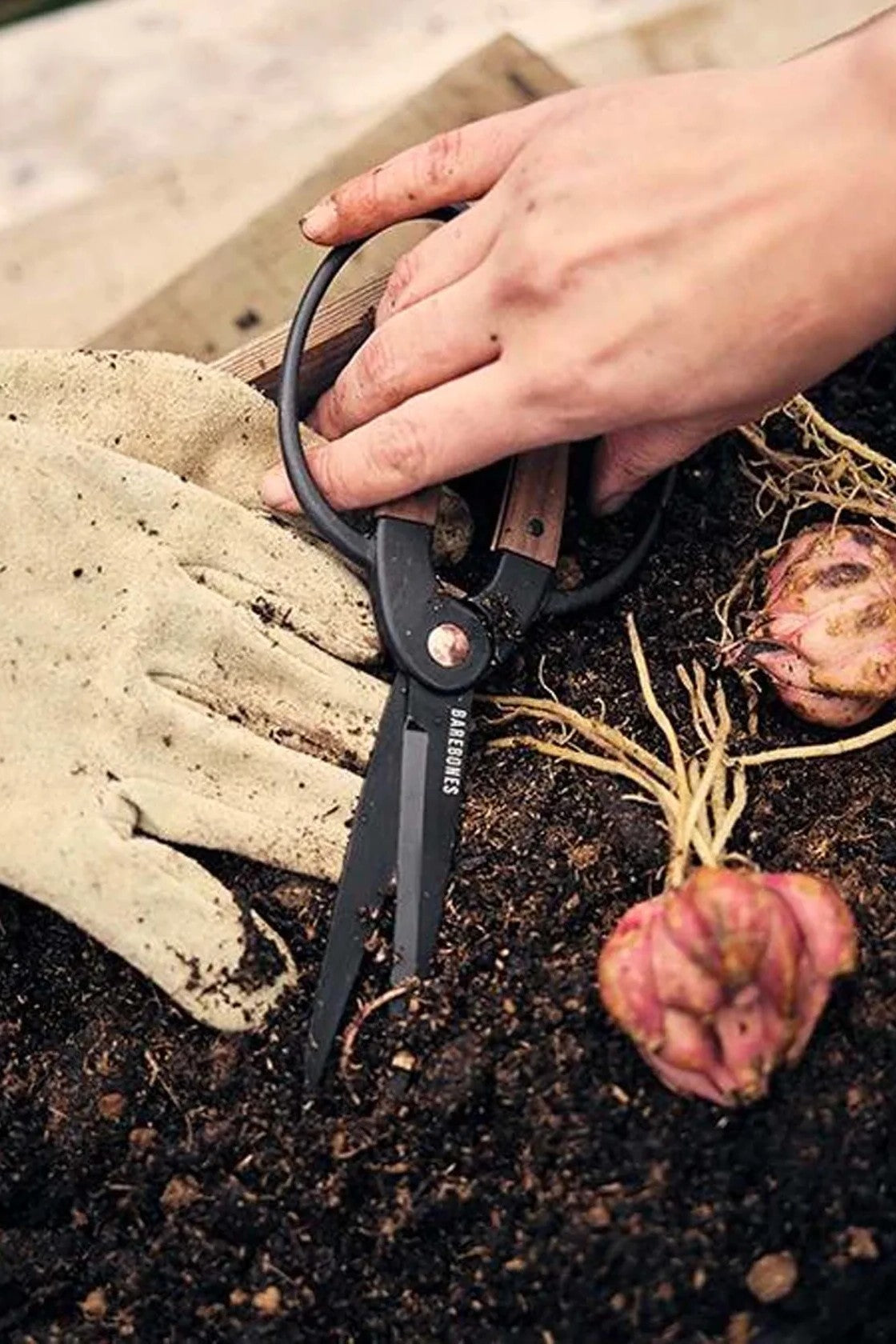 Walnut 2024 garden scissors