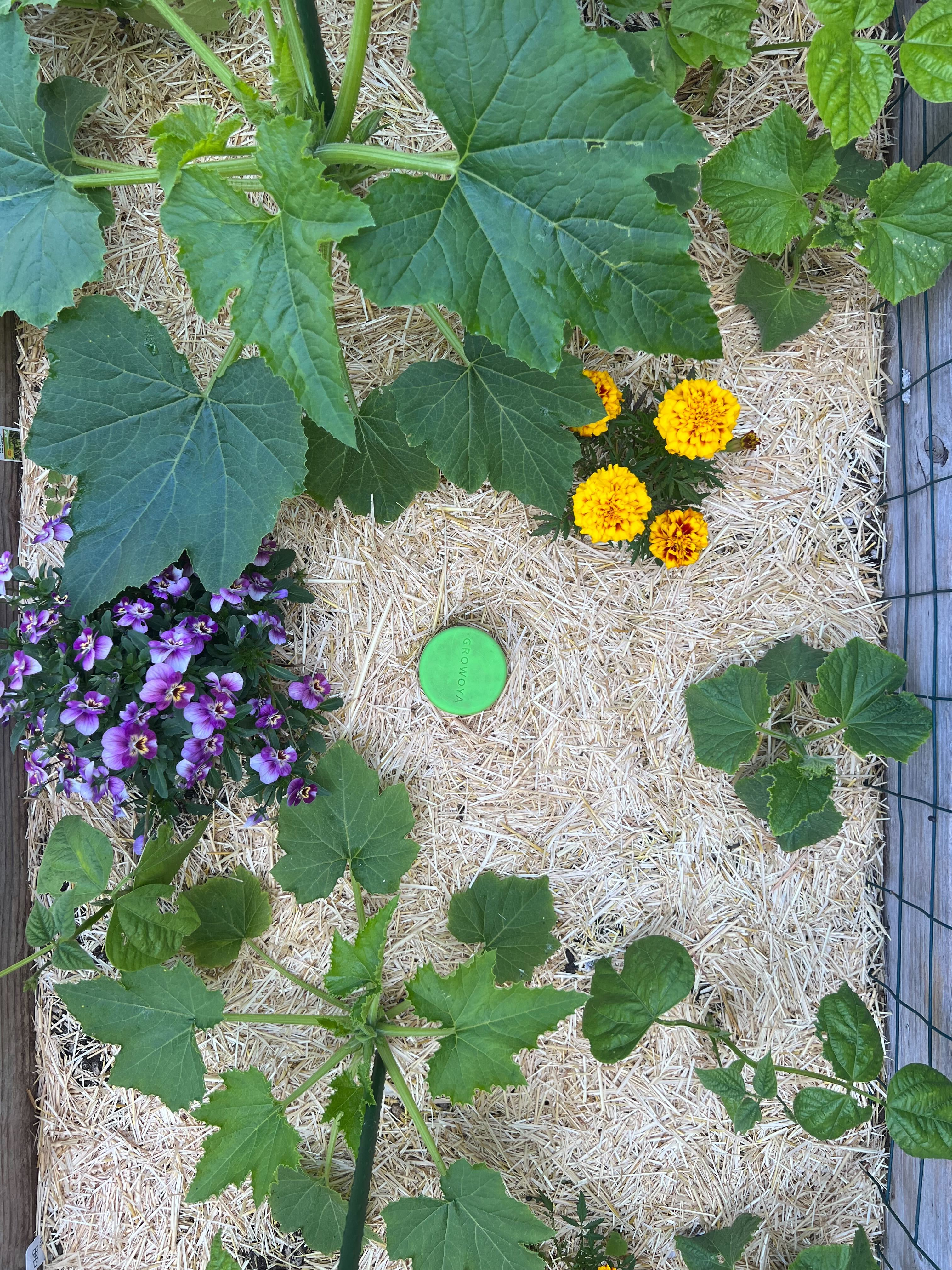 Premium Straw Mulch - Soil Regulation