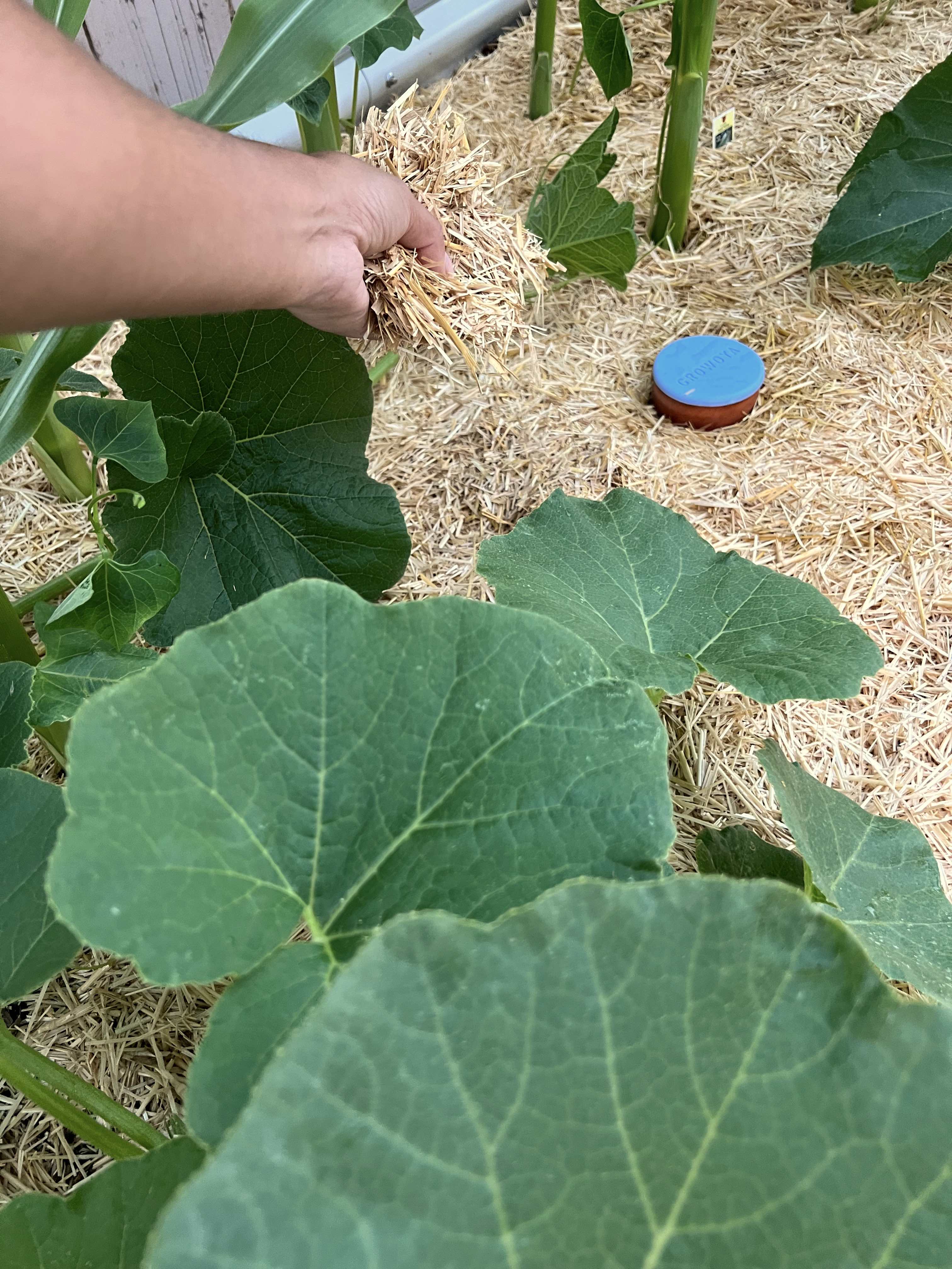 Premium Straw Mulch - Soil Regulation
