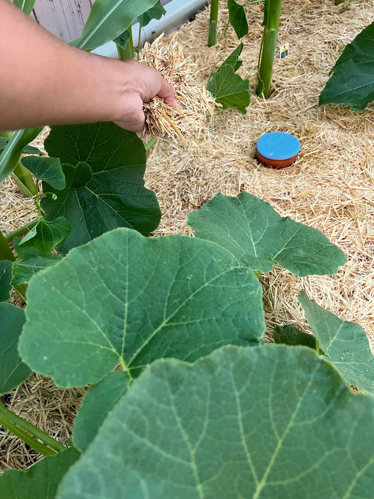 Premium Straw Mulch - Soil Regulation
