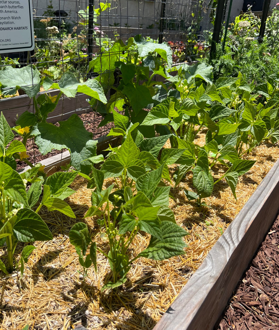 How to Use Microclimates to Improve Your Garden | Expert Tips