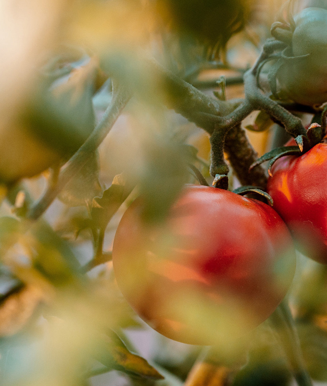 Growing A Tomato: Step By Step Guide