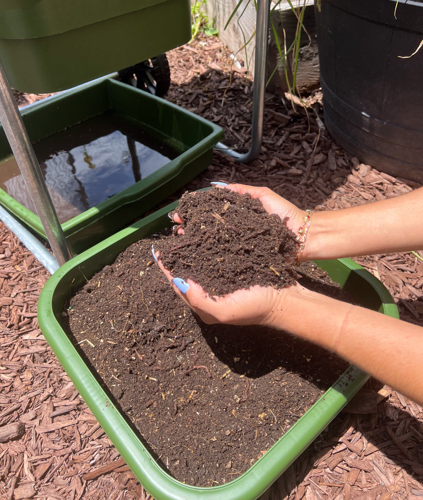 Mastering the Hungry Bin: A Guide to Easy, Efficient Vermicomposting