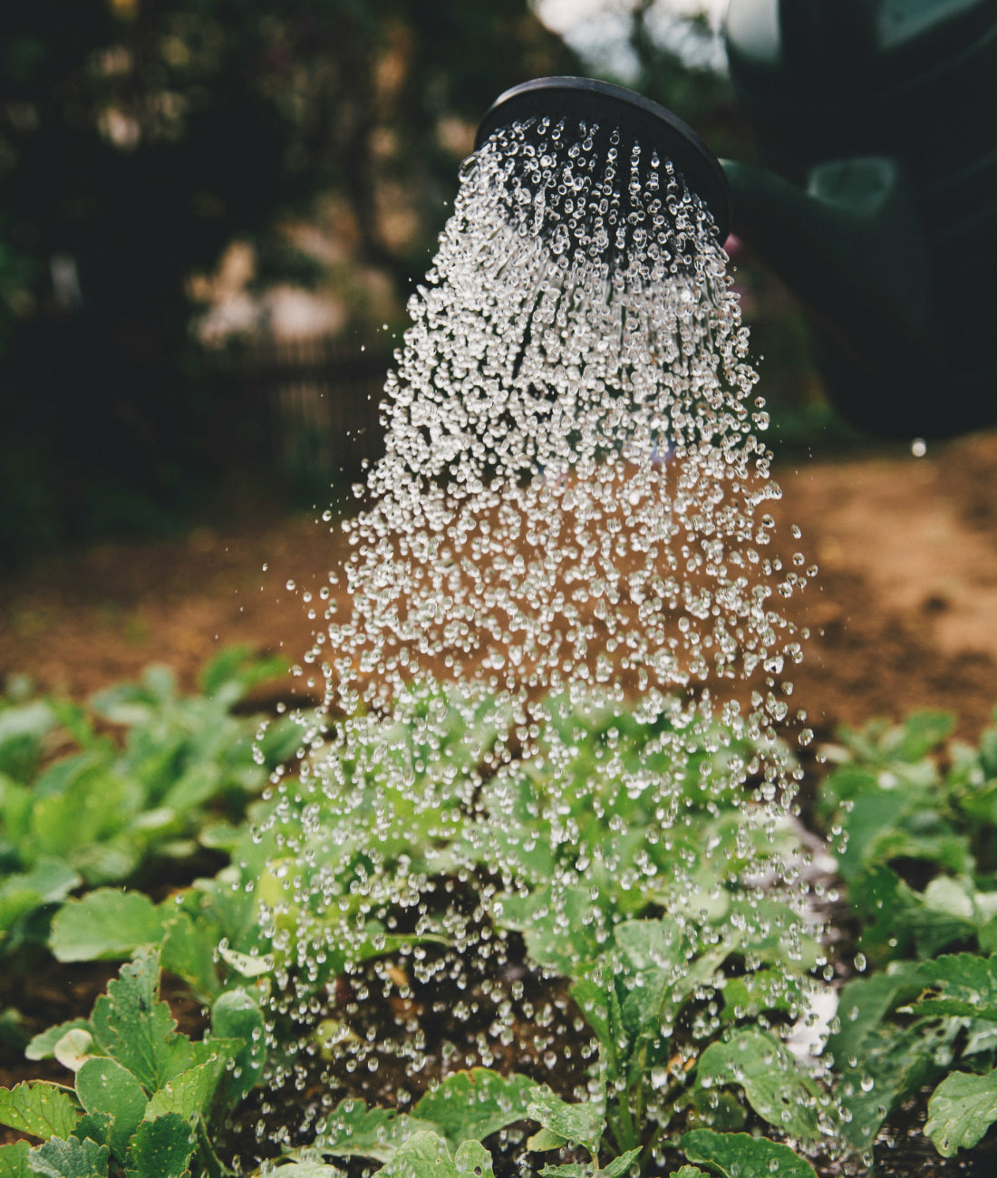 Choosing the Right Irrigation System for Your Garden: Drip vs. Olla Irrigation