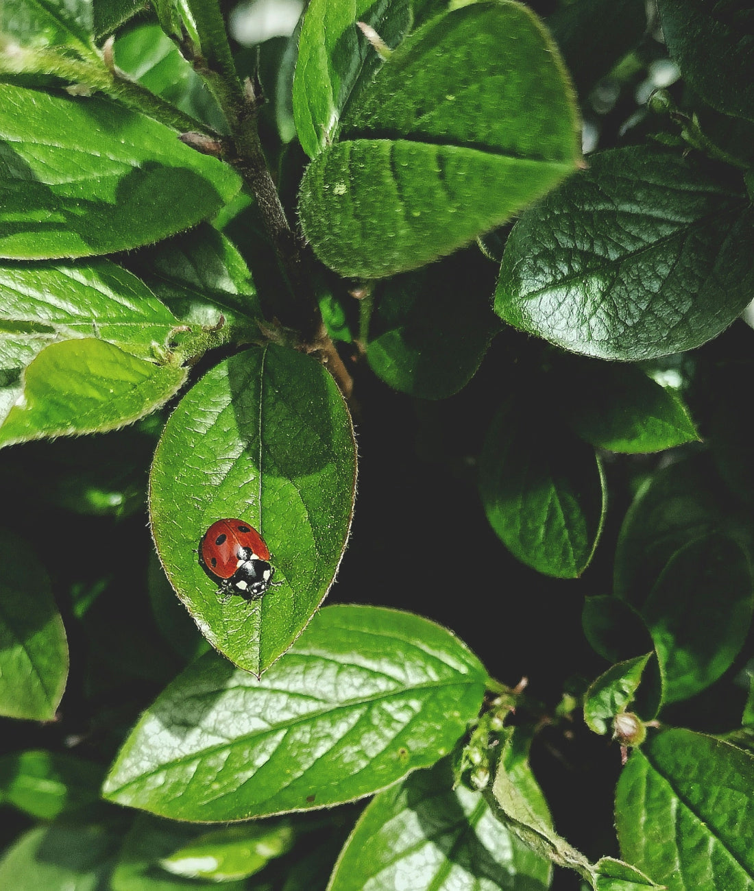 Ladybug on greenery-A Natural Method for Pest Control