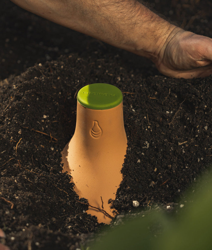 How long does straight-neck squash take to grow?