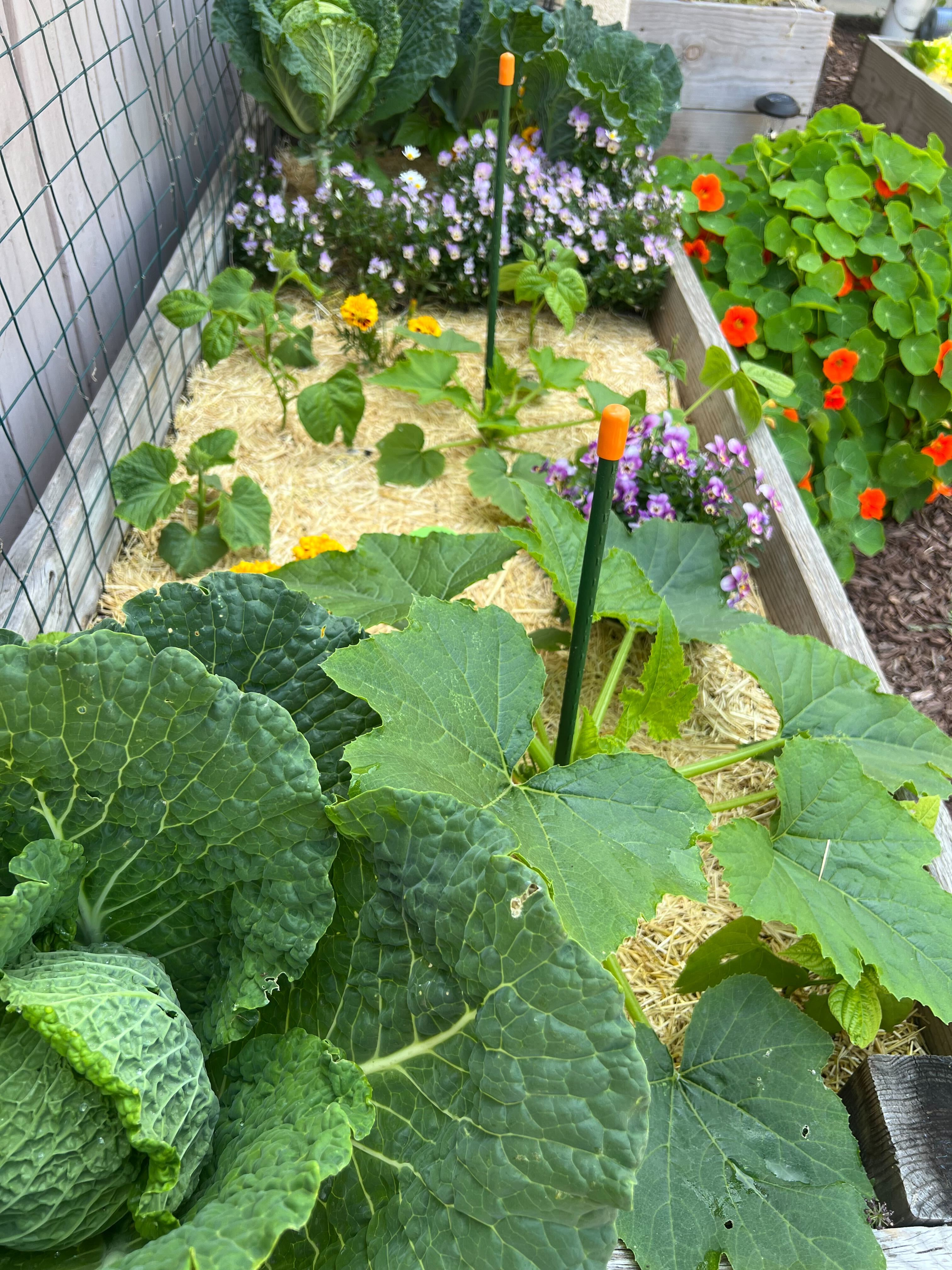 Straw mulch for vegetable gardens, weedless mulch, MA, Mass
