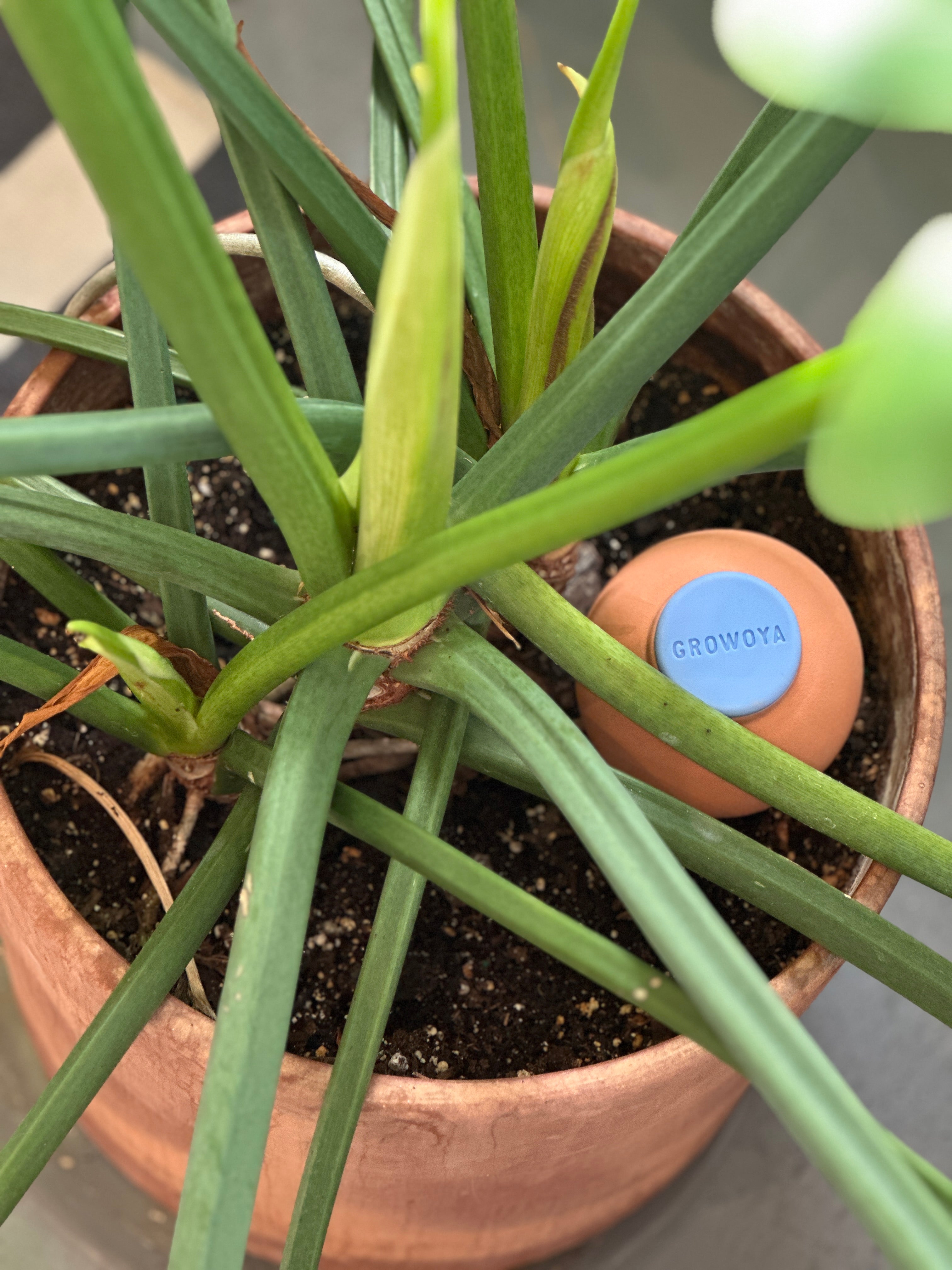 Oya™ Watering Spike