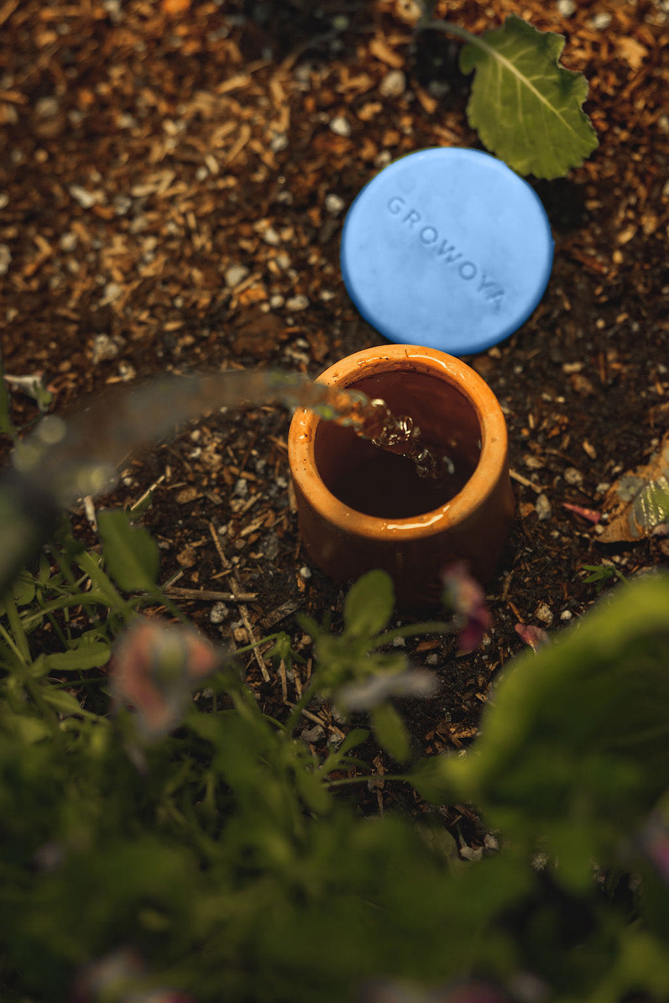 Filling a buried olla watering pot in a garden