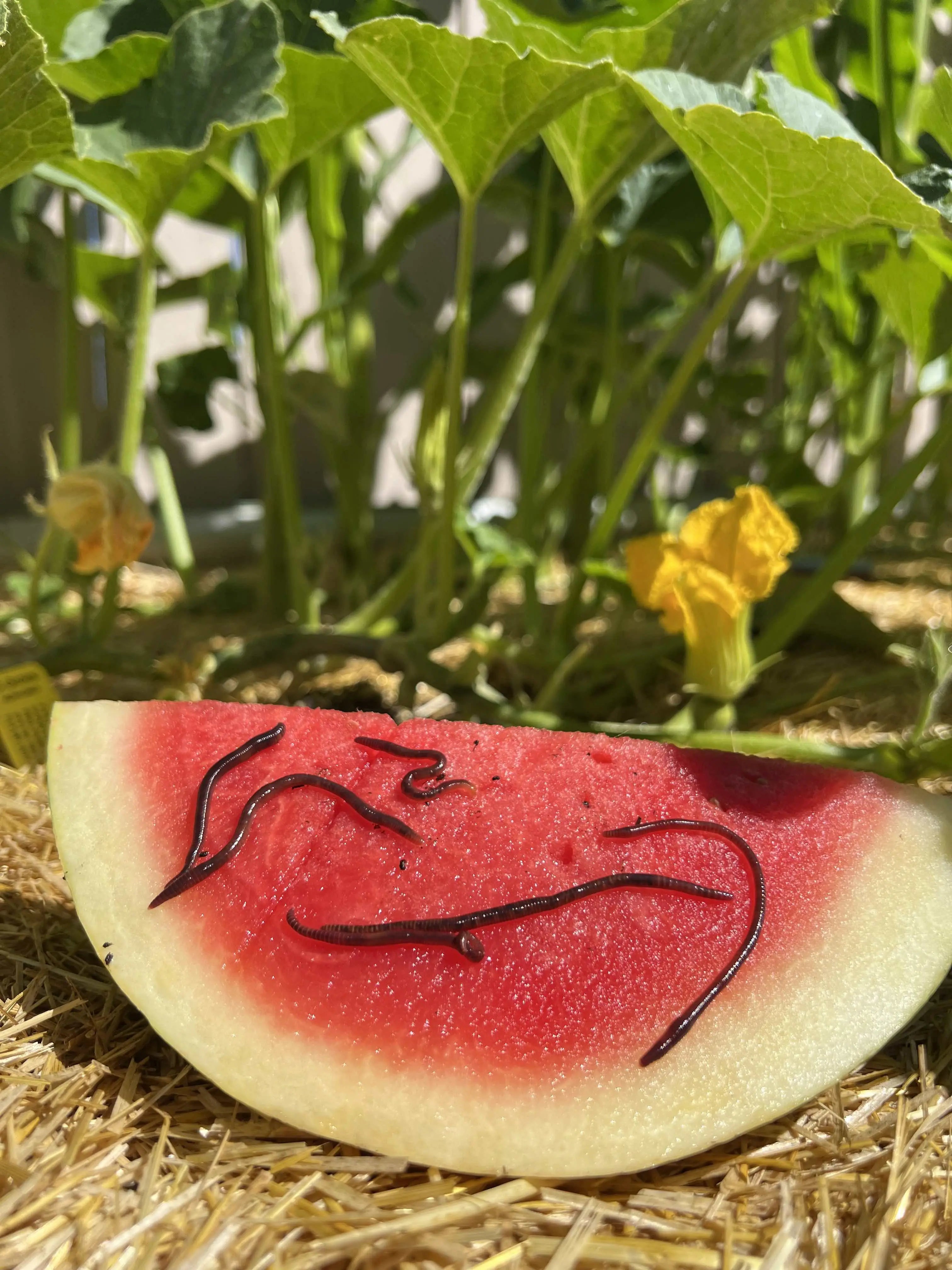 Red Wiggler Composting