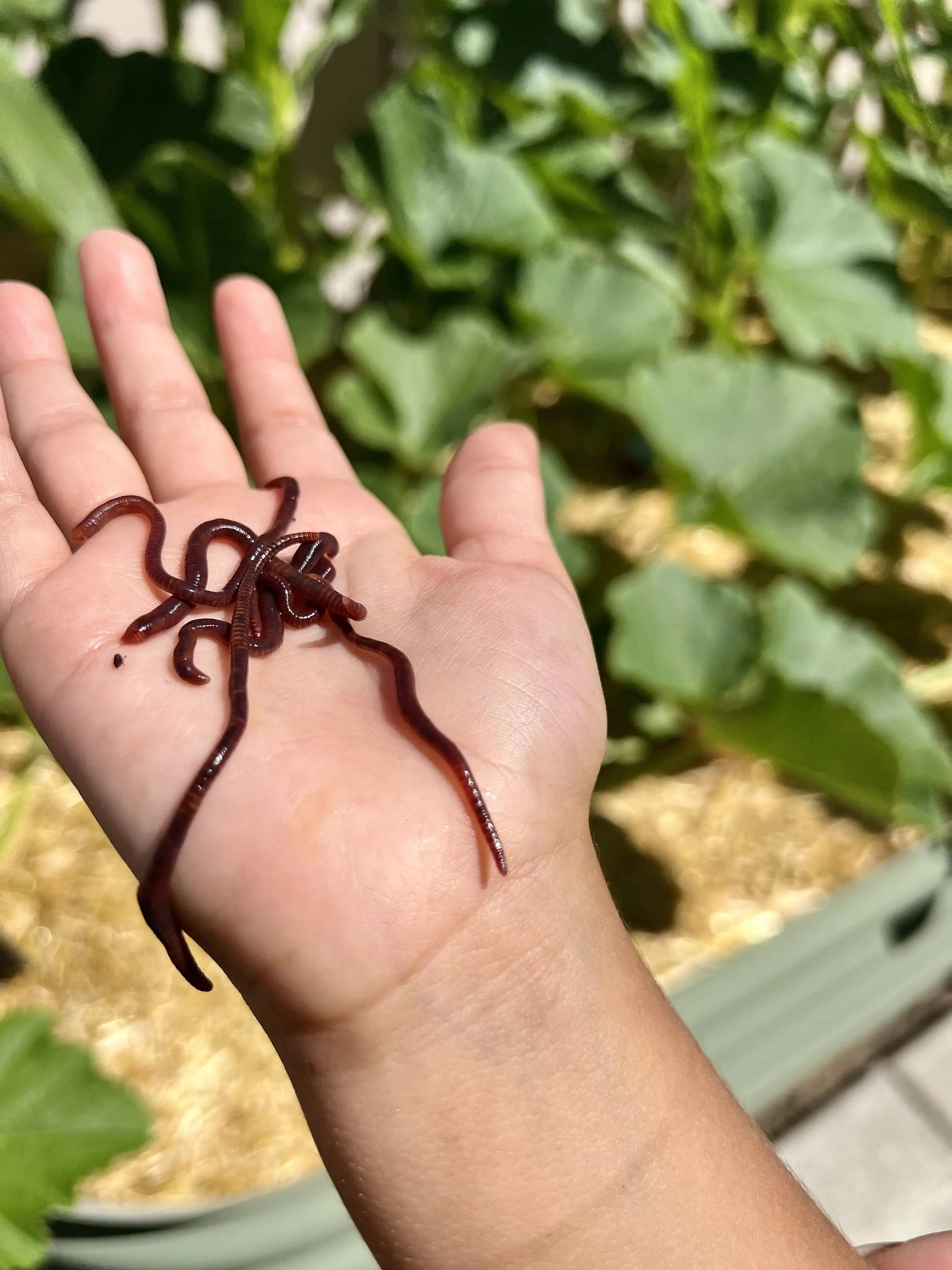 Pure Red Wiggler Composting Worms