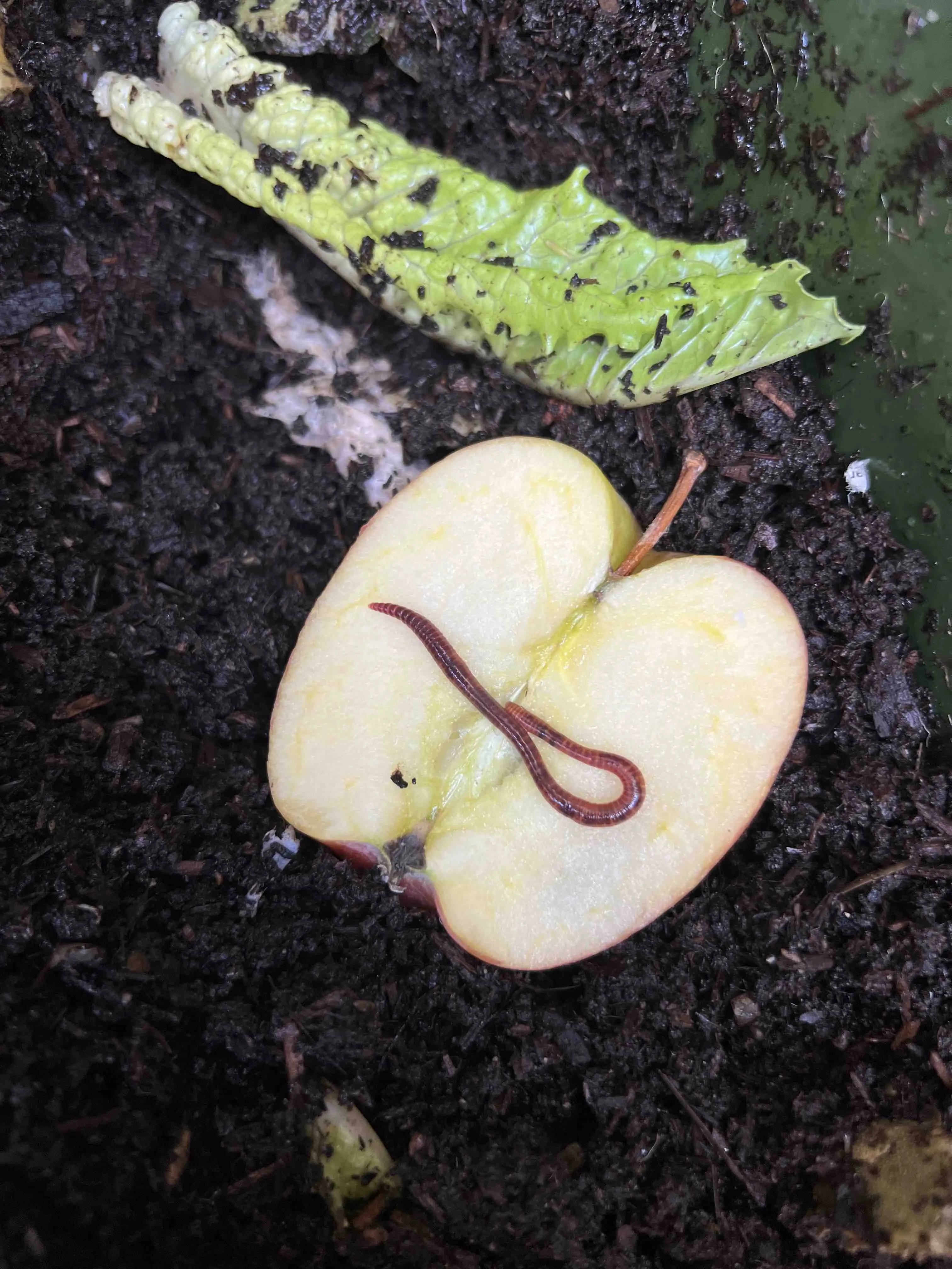 Pure Red Wiggler Composting Worms