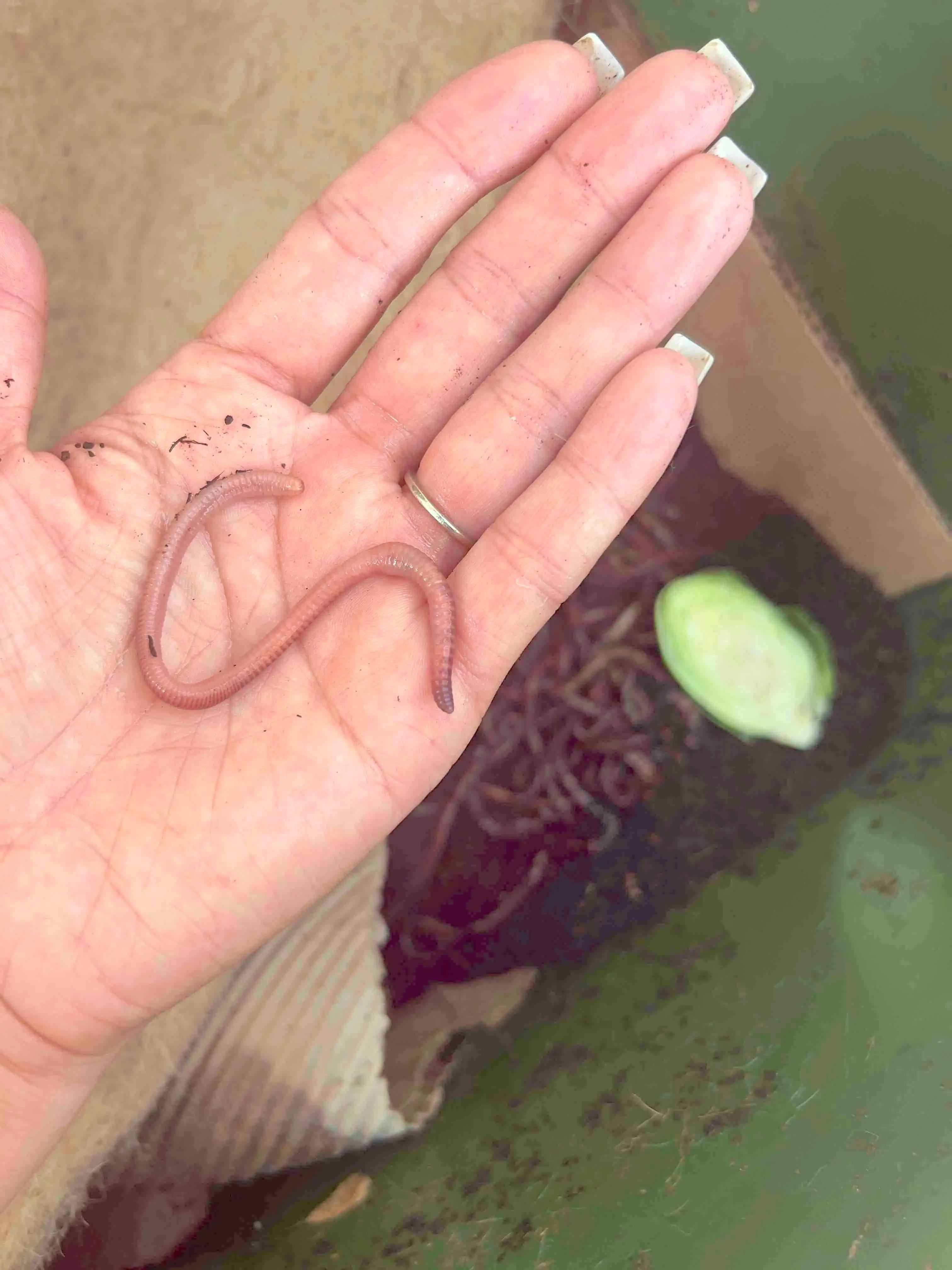 Pure Red Wiggler Composting Worms